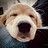 dogsbutler