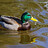 dpduck